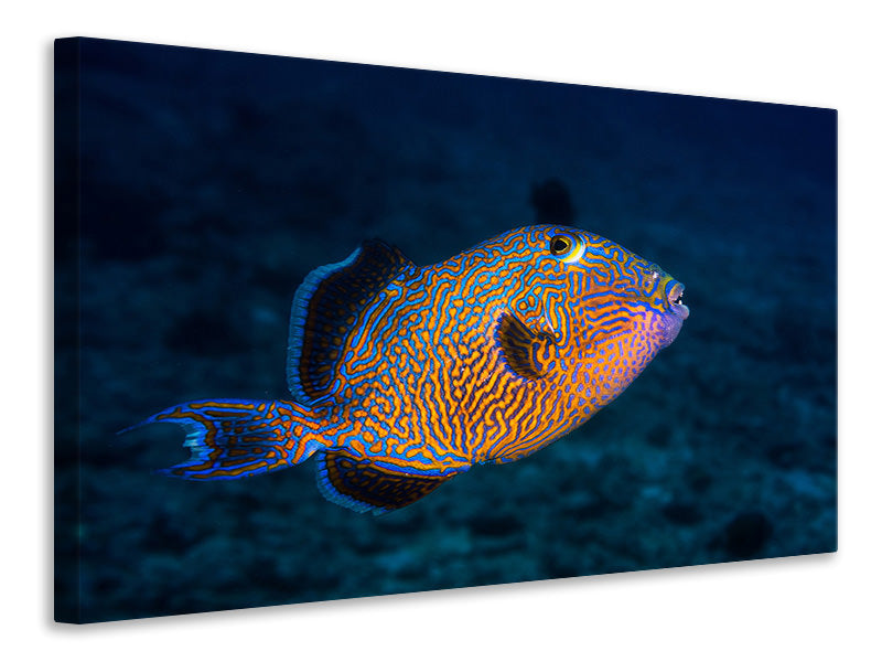 4-piece-canvas-print-blue-triggerfish