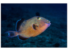 5-piece-canvas-print-blue-triggerfish