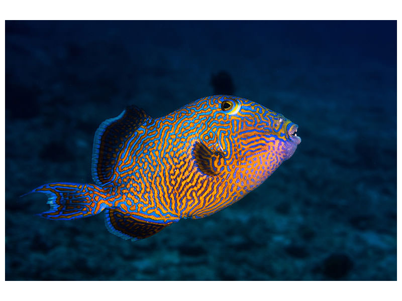 5-piece-canvas-print-blue-triggerfish