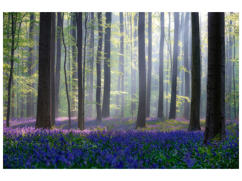 3-piece-canvas-print-bluebells