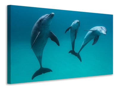 modern-3-piece-canvas-print-bottlenose-dolphins-ii