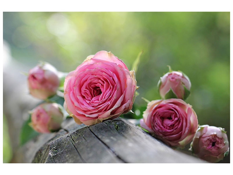 5-piece-canvas-print-bush-roses