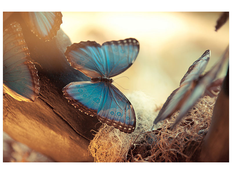 4-piece-canvas-print-butterflies