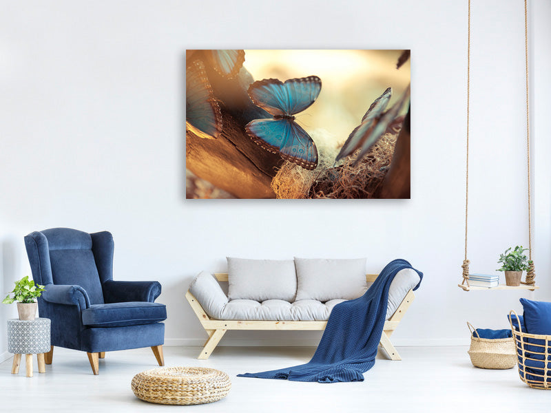 5-piece-canvas-print-butterflies