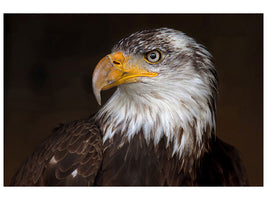 3-piece-canvas-print-caged-eagle