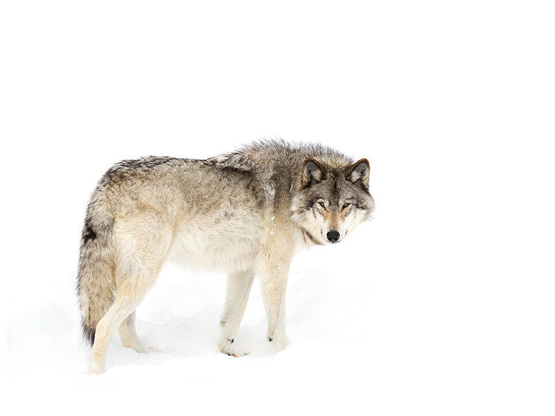 canvas-print-canadian-timber-wolf