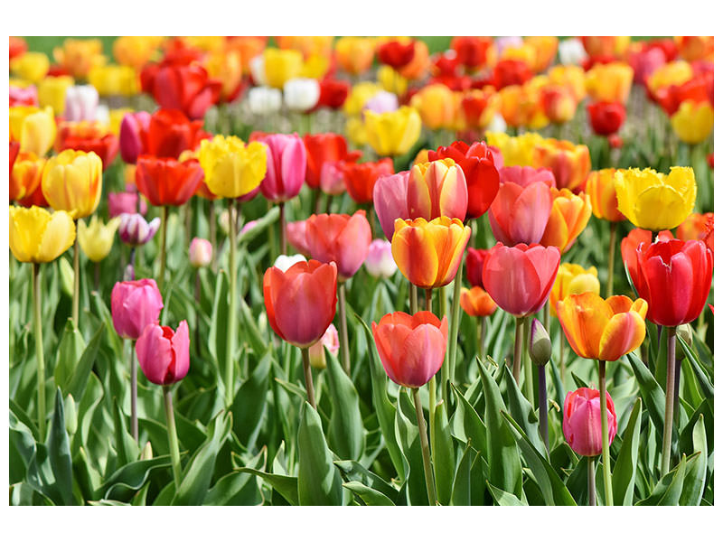 canvas-print-a-colorful-tulip-field