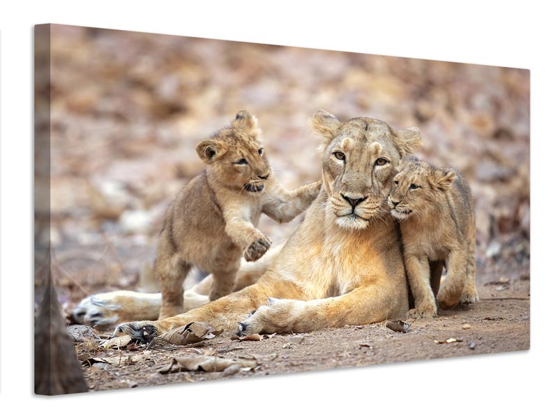 canvas-print-asiatic-lioness-x