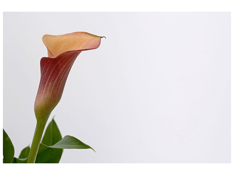 canvas-print-calla-in-xl