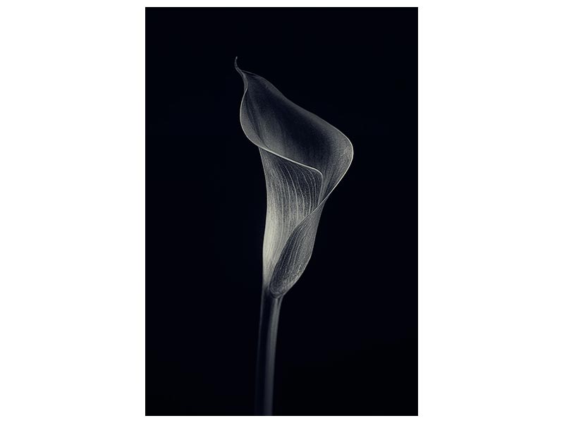 canvas-print-calla-lily-x