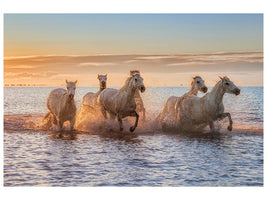canvas-print-camargue-horses-ii-x
