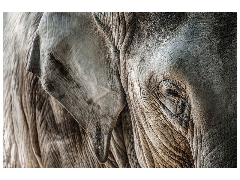 canvas-print-close-up-elephant