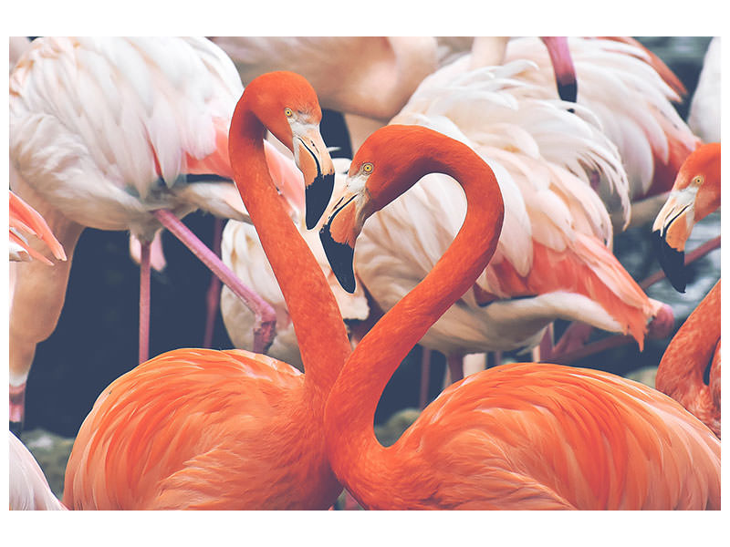 canvas-print-colorful-flamingos