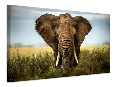 canvas-print-encounters-in-serengeti-x