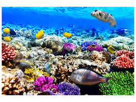 canvas-print-fish-aquarium