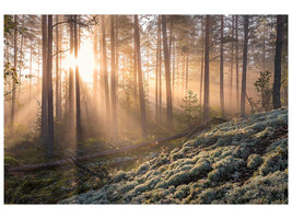 canvas-print-fog-in-the-forest-with-white-moss-in-the-forground-x