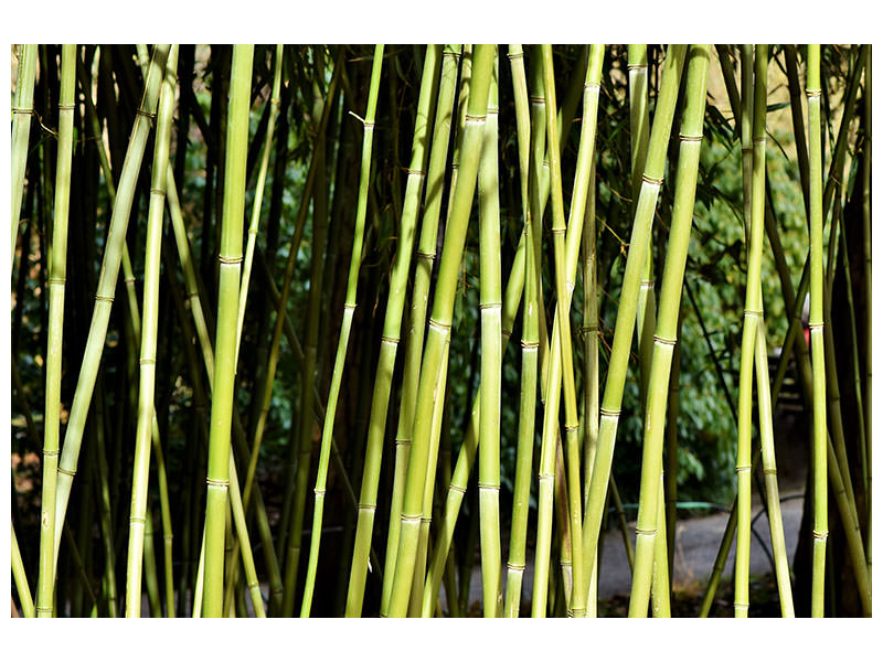 canvas-print-fresh-bamboo