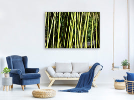 canvas-print-fresh-bamboo