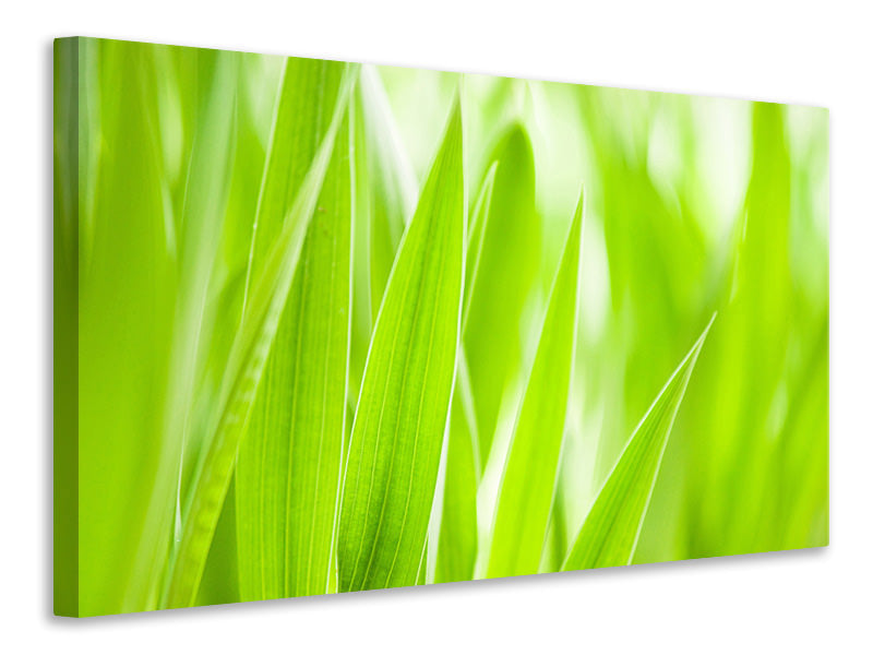 canvas-print-grass-xxl