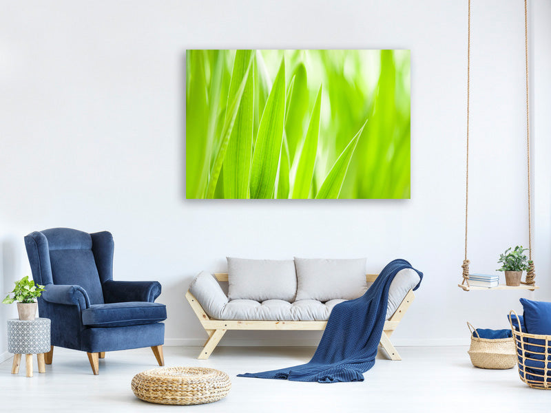 canvas-print-grass-xxl