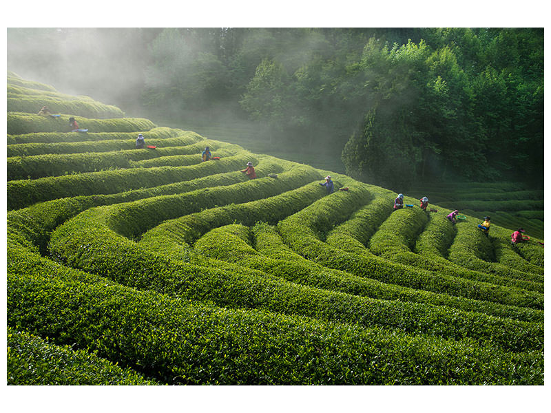 canvas-print-green-tea-farm