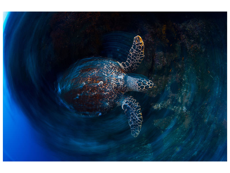 canvas-print-hawksbill-sea-turtle