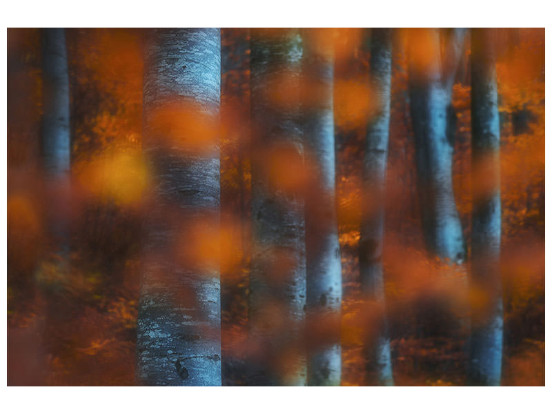 canvas-print-hidden-forest