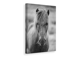 canvas-print-horse-being-at-the-corridor