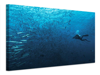 canvas-print-in-a-fishschool-of-barracudas-x
