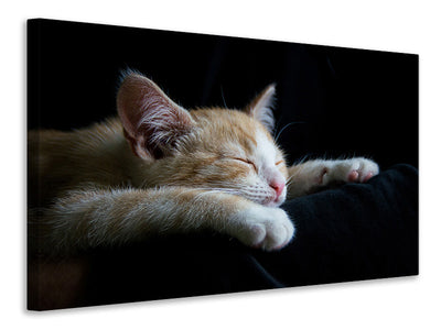 canvas-print-lazy-cat