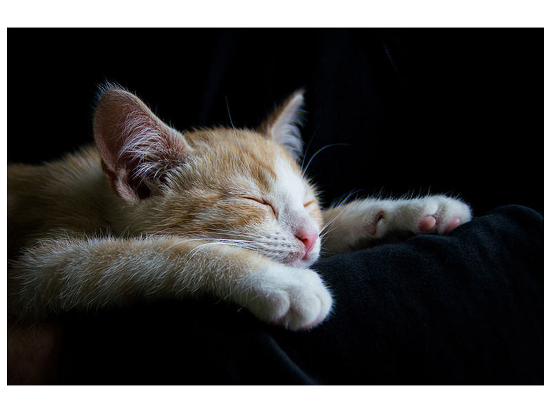 canvas-print-lazy-cat