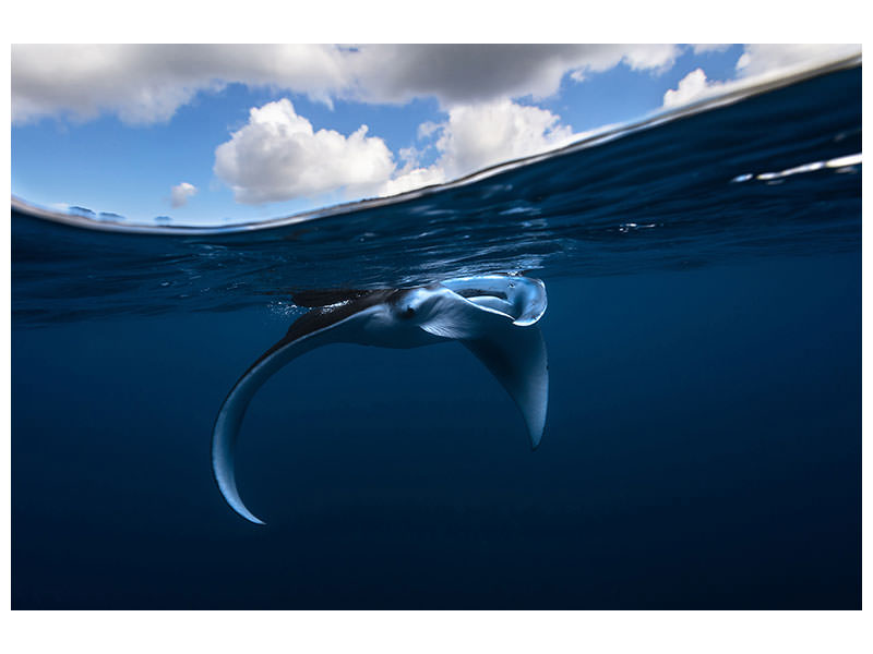 canvas-print-little-manta-ray