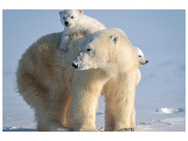 canvas-print-mischievous-little-polar-bear-x