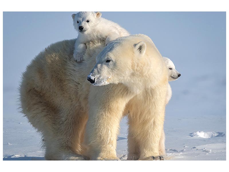 canvas-print-mischievous-little-polar-bear-x
