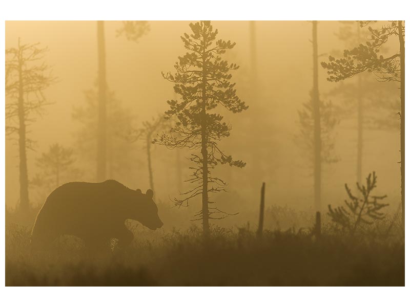 canvas-print-morning-fog-x