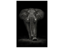 canvas-print-ngorongoro-bull-x