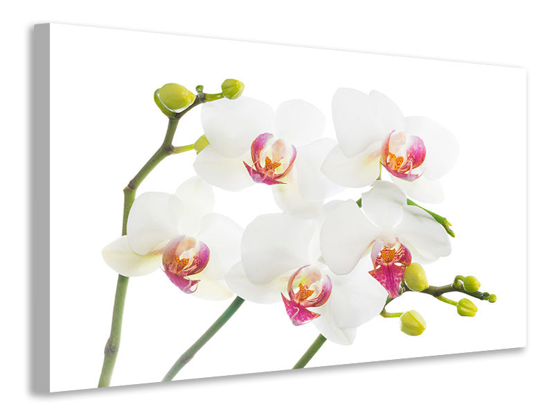 canvas-print-orchids-love