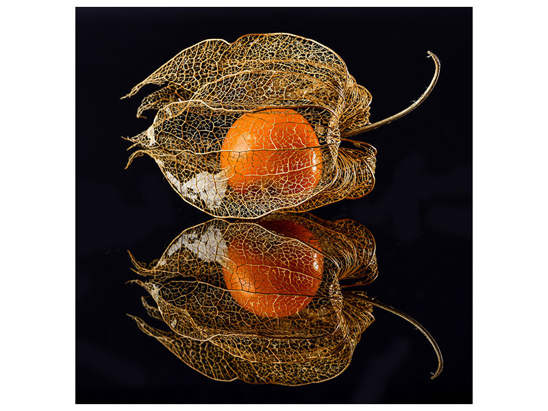 canvas-print-physalis