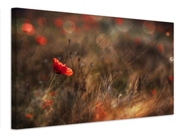 canvas-print-poppy-x