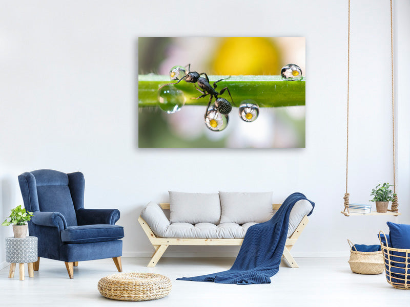 canvas-print-the-ant-between-the-drops