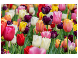 canvas-print-the-colors-of-the-tulips