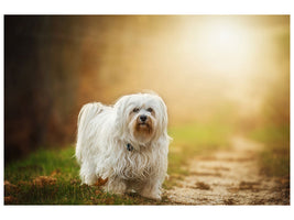 canvas-print-the-havanese