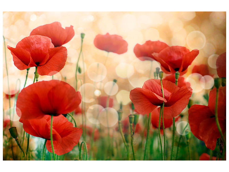 canvas-print-the-poppy