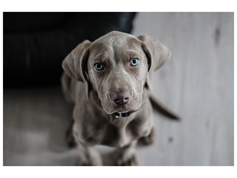 canvas-print-the-weimaraner