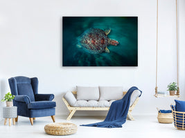 canvas-print-valocity-turtle