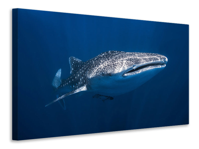 canvas-print-whale-shark