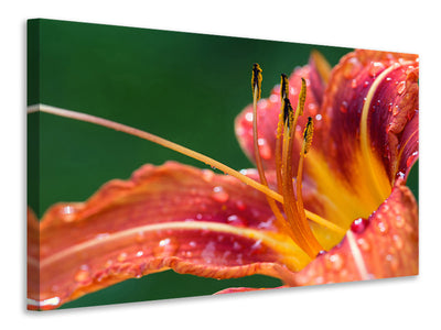 canvas-print-xxl-lily-in-orange