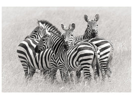 canvas-print-zebras-x