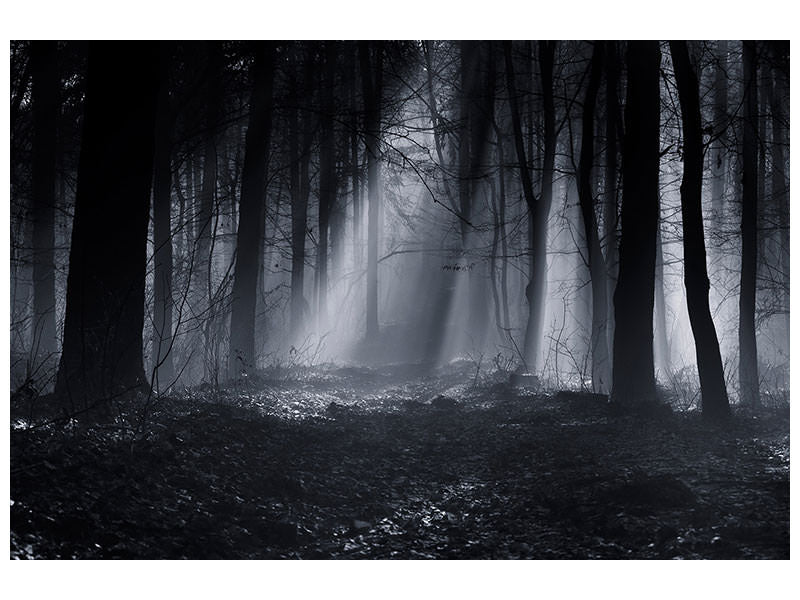 modern-4-piece-canvas-print-capela-forest