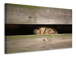 3-piece-canvas-print-cat-in-hiding